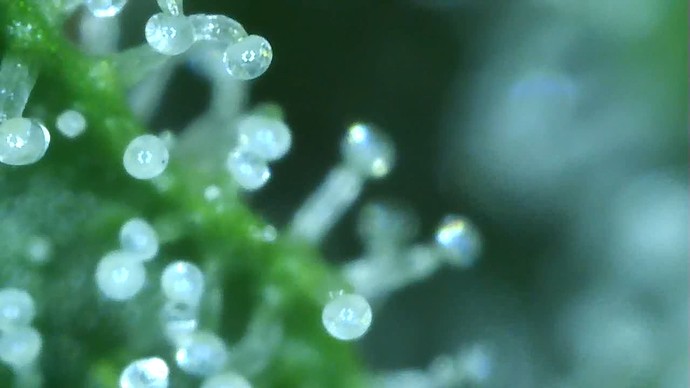 Growreport Bild 48