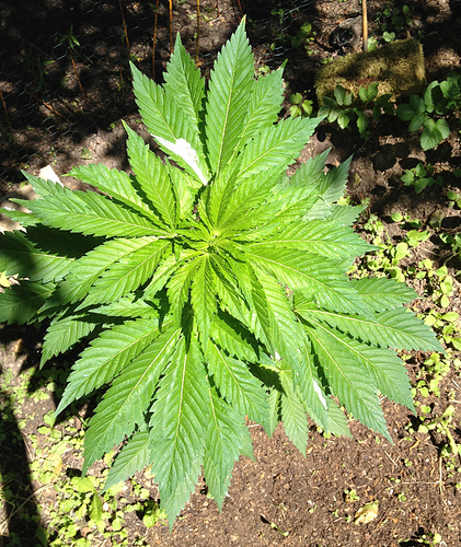 Growreport Bild 2