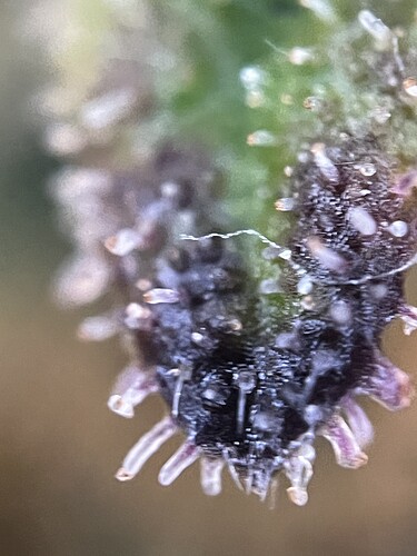 Growreport Bild 30