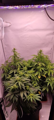 IMG_20221115_180230