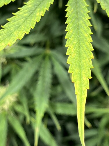 Growreport Bild 27