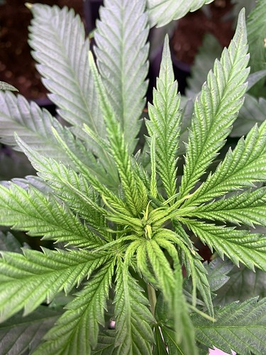 Growreport Bild 2
