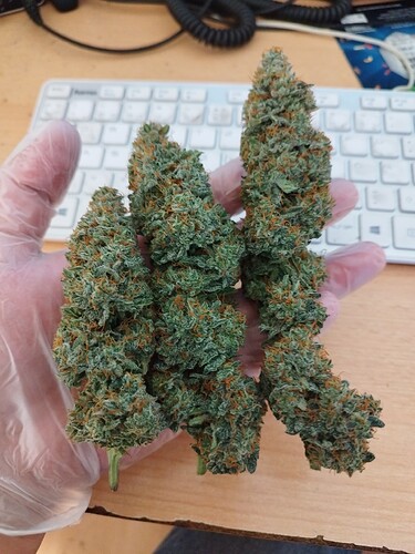 Growreport Bild 13