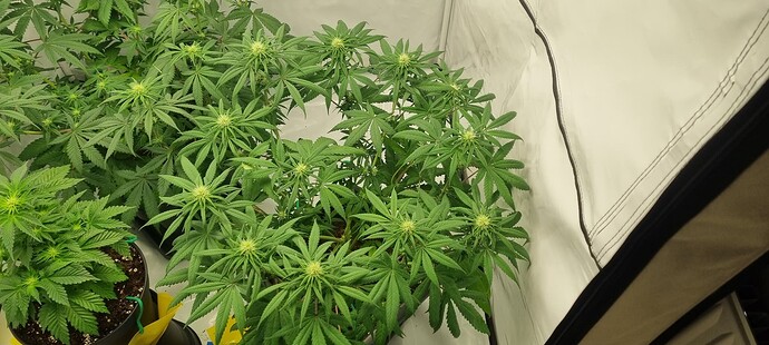 Growreport Bild 6