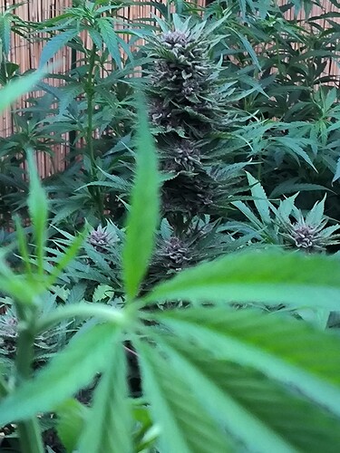 Growreport Bild 18