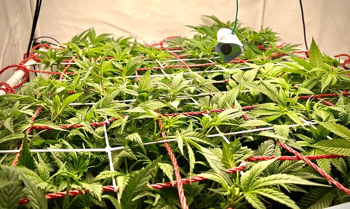 Growreport Bild 2
