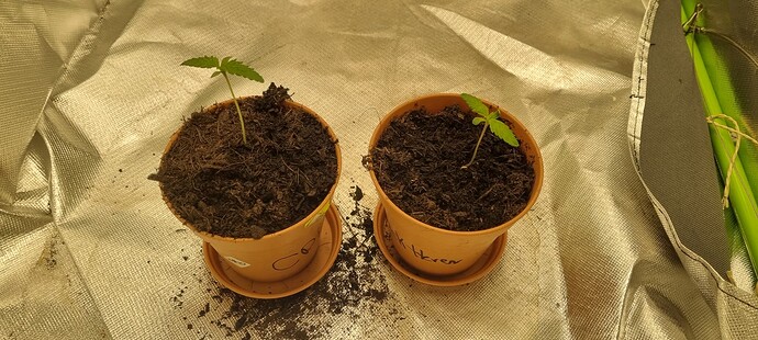 Growreport Bild 1