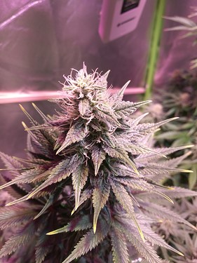 Growreport Bild 28