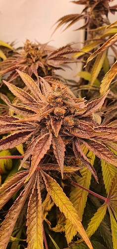 Growreport Bild 16