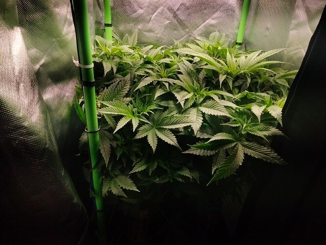 Growreport Bild 9