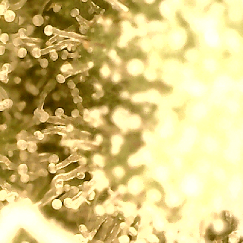 Growreport Bild 7