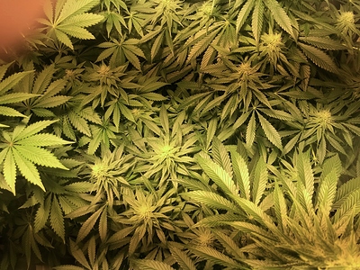 Growreport Bild 3