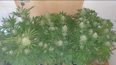 Growreport Bild 9