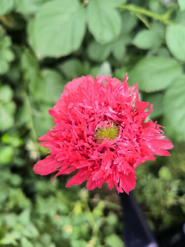 Growreport Bild 13