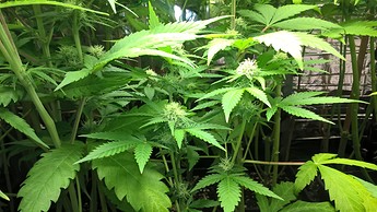 Growreport Bild 3
