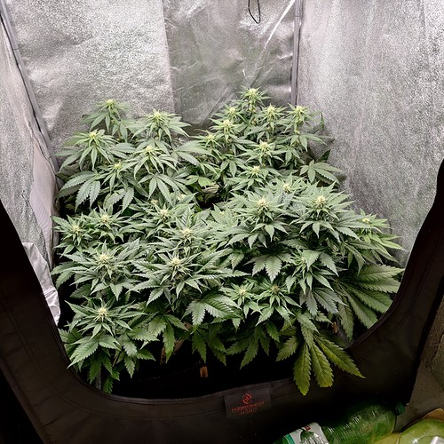 Growreport Bild 1