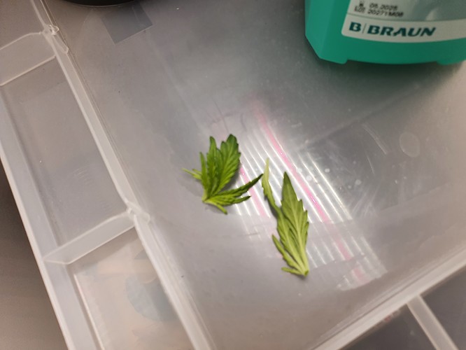 Growreport Bild 5
