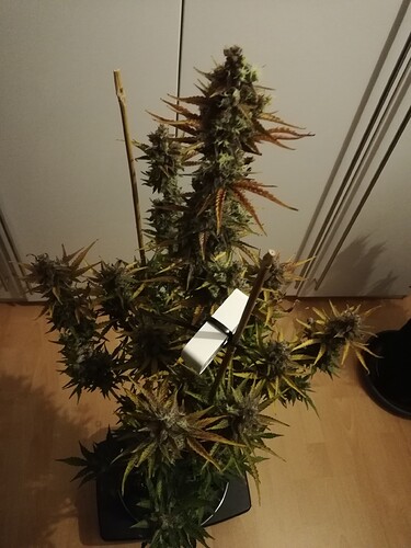 GG#3_240119-1