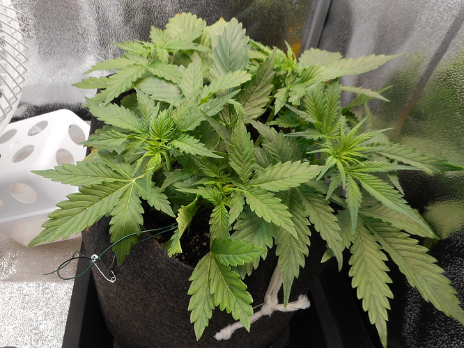 Growreport Bild 3