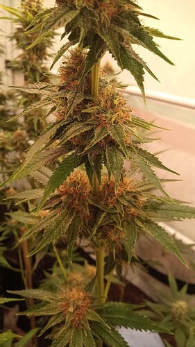 Growreport Bild 14