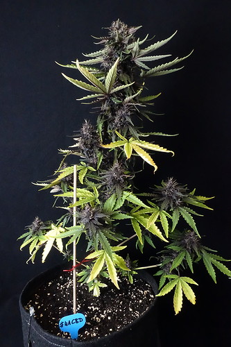 Growreport Bild 3