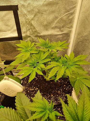 Growreport Bild 48