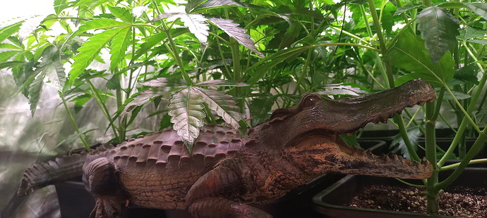 20031205_072520