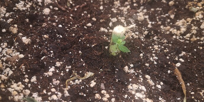 Growreport Bild 13