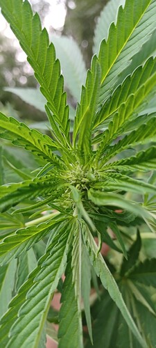 Growreport Bild 6