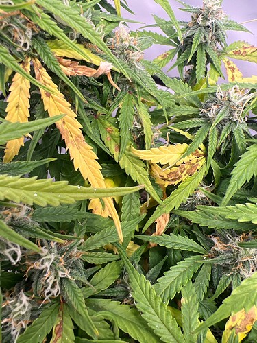 Growreport Bild 4
