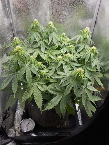 Growreport Bild 2