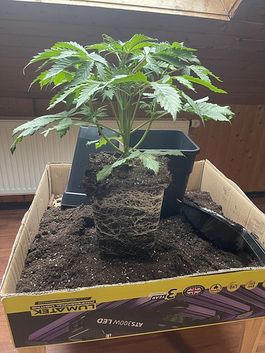 Growreport Bild 22