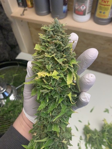 Growreport Bild 6