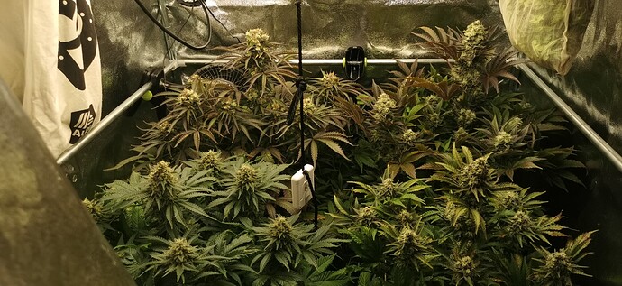 Growreport Bild 37