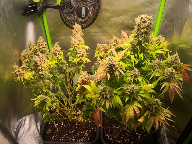 Growreport Bild 3