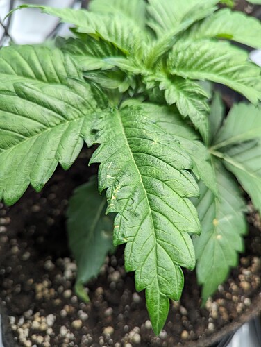 PXL_20231110_132315895.MP