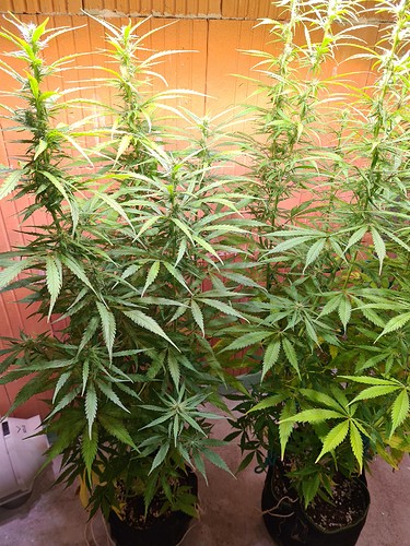 Growreport Bild 7
