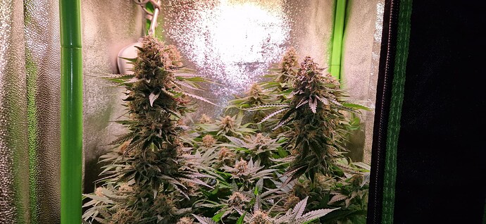 Growreport Bild 3
