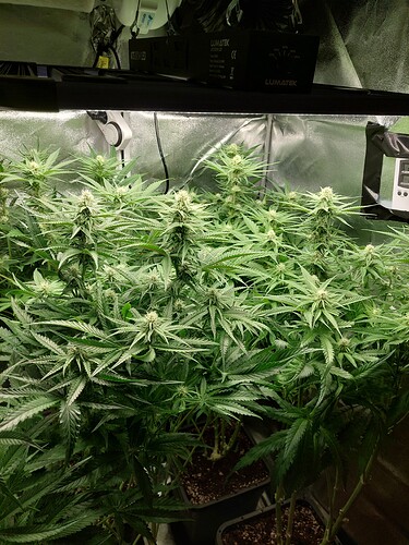Growreport Bild 4