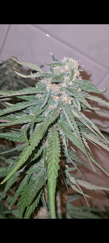Growreport Bild 3