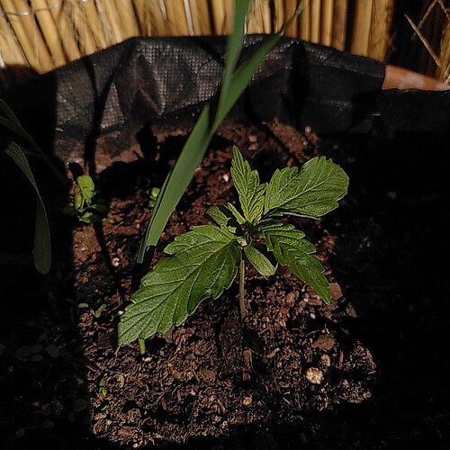 Growreport Bild 5
