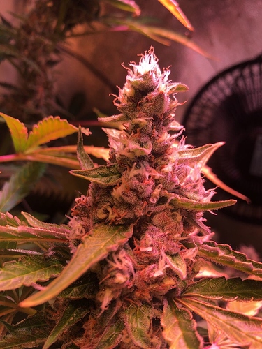 Growreport Bild 47