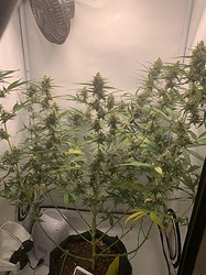 Growreport Bild 2