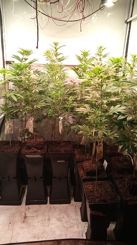 Growreport Bild 56