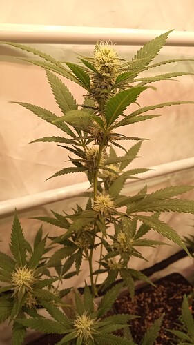 Growreport Bild 10