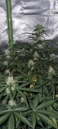 Growreport Bild 37