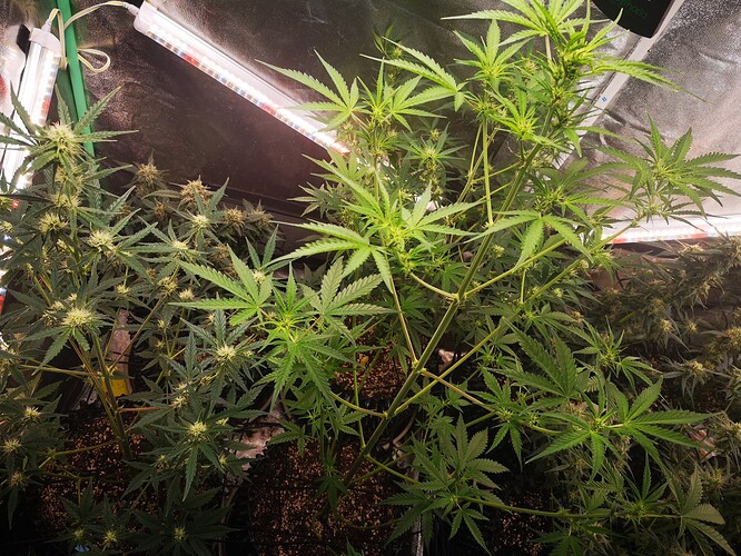Growreport Bild 7