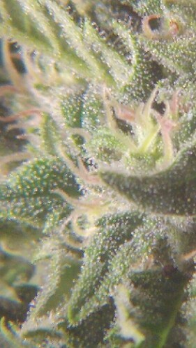Growreport Bild 9