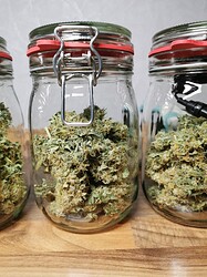 Growreport Bild 19