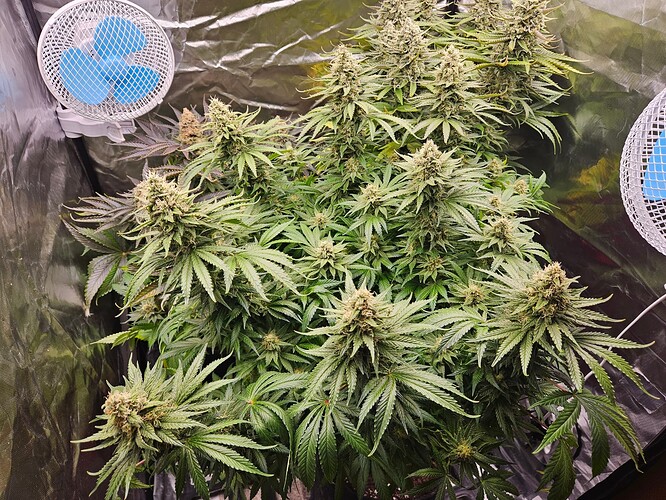Growreport Bild 2